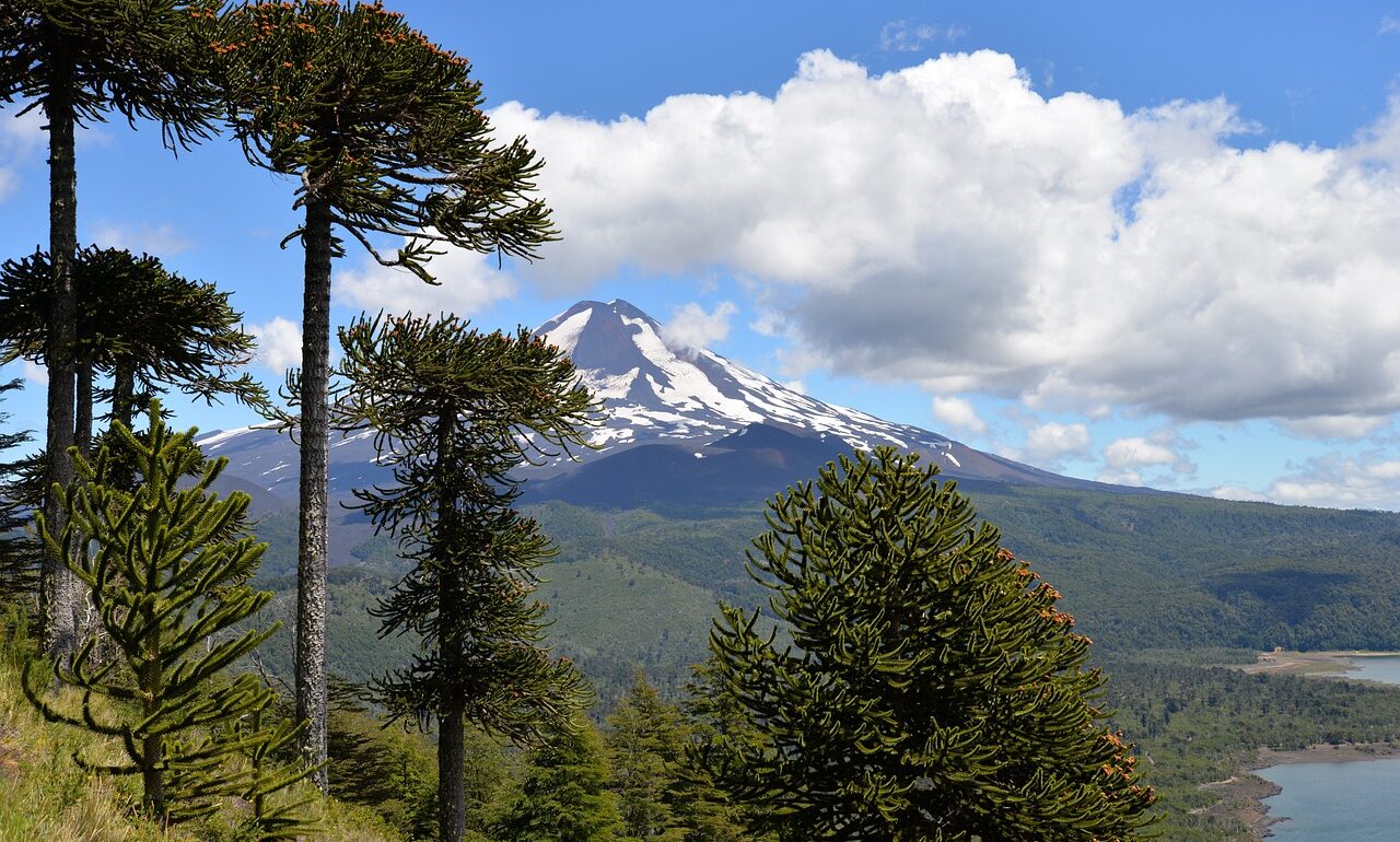 Araucaria du Chili, emblème national